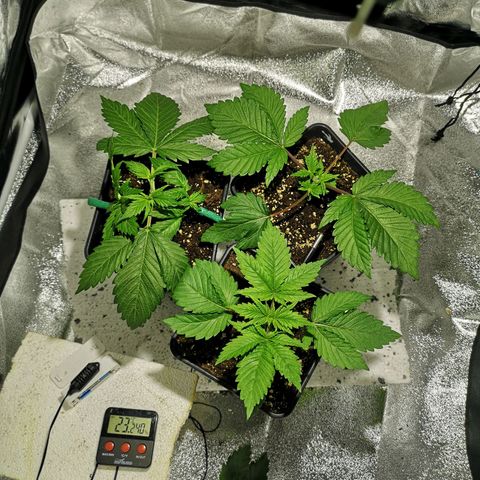 Söderberry Pilsener growlog timeline photo