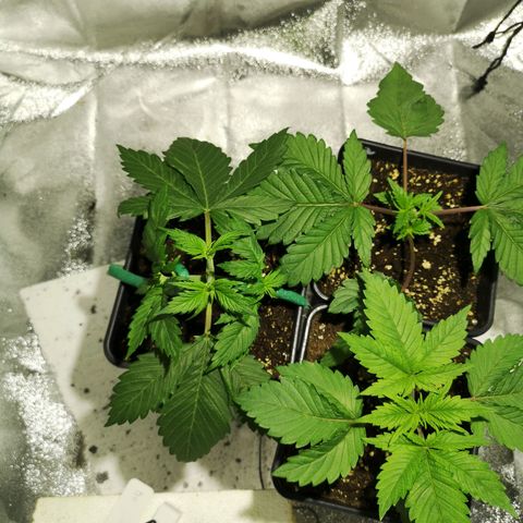Söderberry Pilsener growlog timeline photo