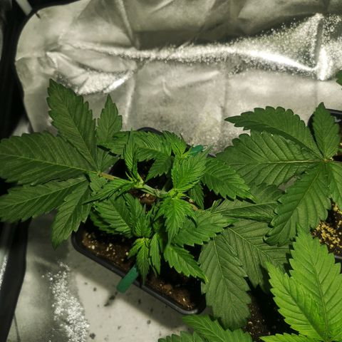 Söderberry Pilsener growlog timeline photo