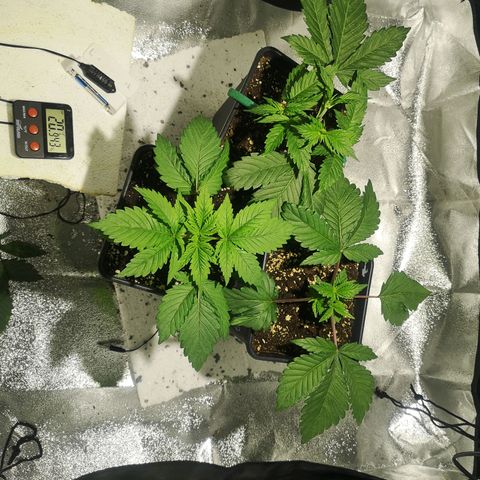 Söderberry Pilsener growlog timeline photo