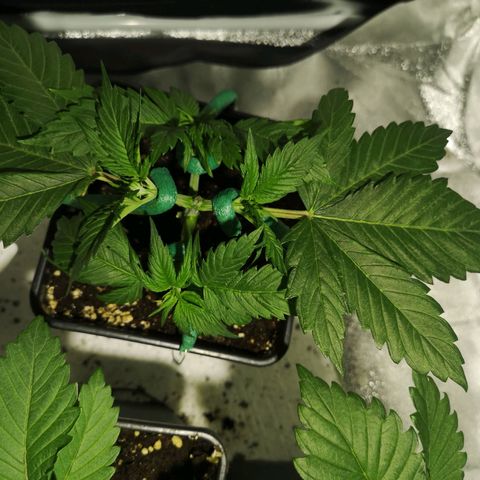 Söderberry Pilsener growlog timeline photo