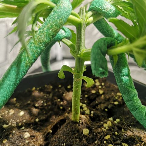Söderberry Pilsener growlog timeline photo