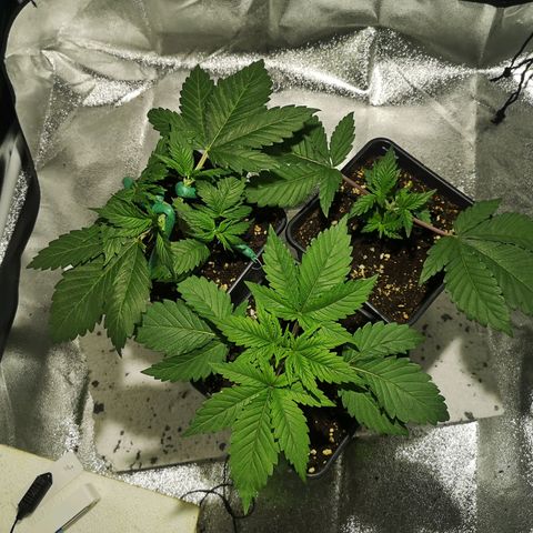 Söderberry Pilsener growlog timeline photo
