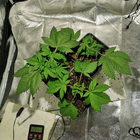 Söderberry Pilsener growlog timeline photo