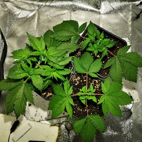 Söderberry Pilsener growlog timeline photo