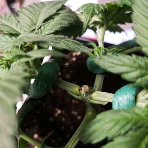 Söderberry Pilsener growlog photo: Leider zu stark gezogen - eingerissen 