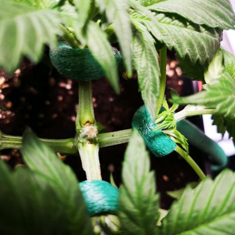 Söderberry Pilsener growlog photo: Leider zu stark gezogen - eingerissen 