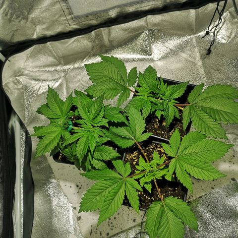 Söderberry Pilsener growlog timeline photo