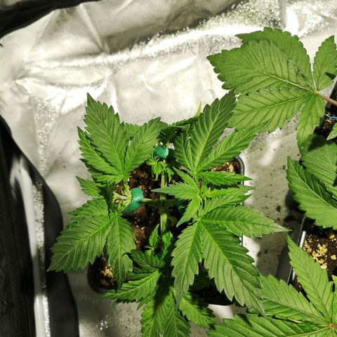 Söderberry Pilsener growlog timeline photo
