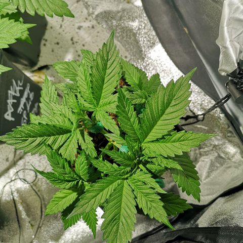 Söderberry Pilsener growlog timeline photo