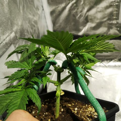 Söderberry Pilsener growlog timeline photo