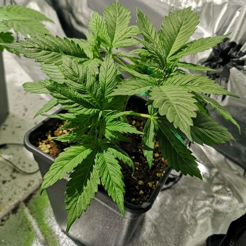 Söderberry Pilsener growlog timeline photo