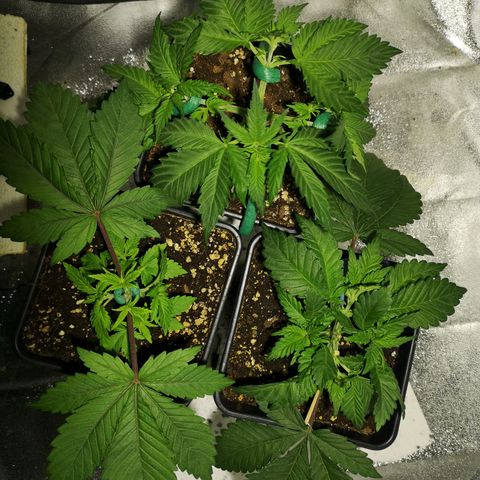 Söderberry Pilsener growlog timeline photo