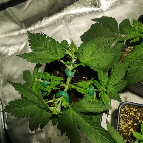 Söderberry Pilsener growlog timeline photo