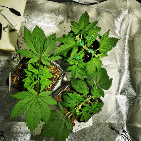 Söderberry Pilsener growlog timeline photo