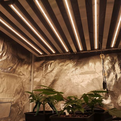 Söderberry Pilsener growlog timeline photo