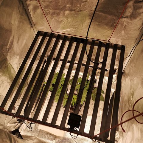 Söderberry Pilsener growlog timeline photo