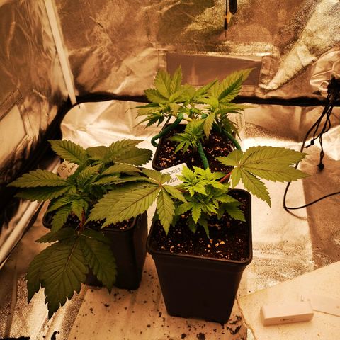 Söderberry Pilsener growlog timeline photo