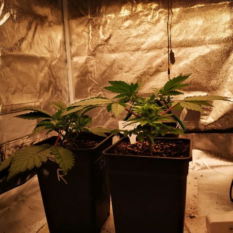 Söderberry Pilsener growlog timeline photo