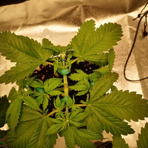 Söderberry Pilsener growlog timeline photo
