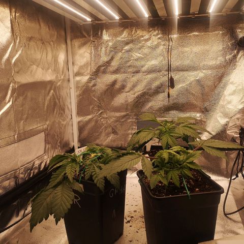 Söderberry Pilsener growlog timeline photo