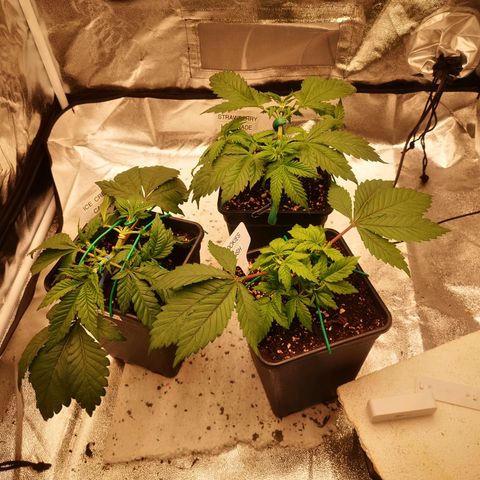 Söderberry Pilsener growlog timeline photo