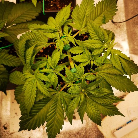 Söderberry Pilsener growlog timeline photo