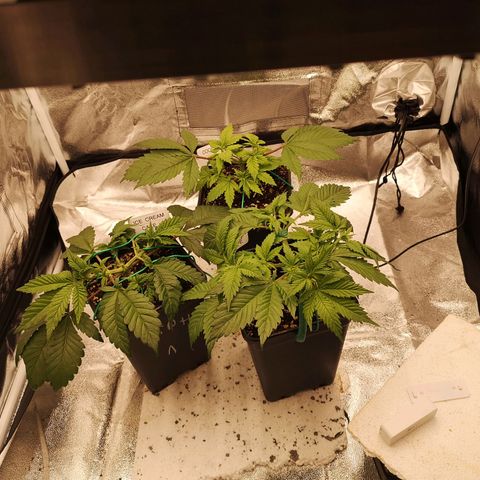 Söderberry Pilsener growlog timeline photo