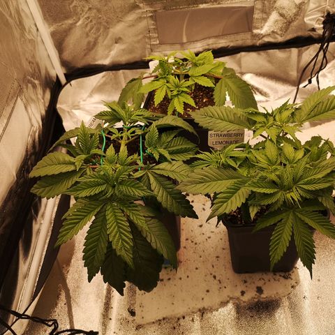 Söderberry Pilsener growlog timeline photo