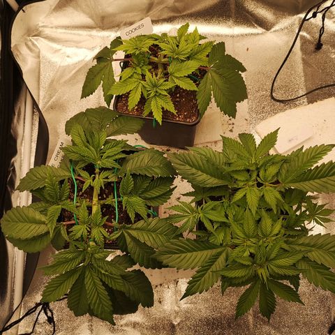 Söderberry Pilsener growlog timeline photo