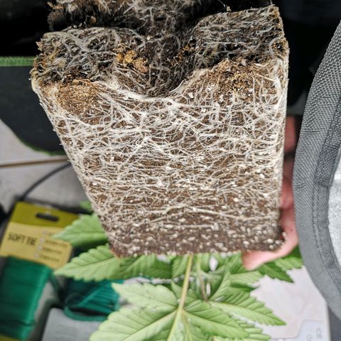 Söderberry Pilsener growlog timeline photo