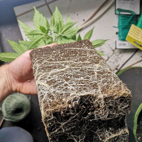 Söderberry Pilsener growlog timeline photo