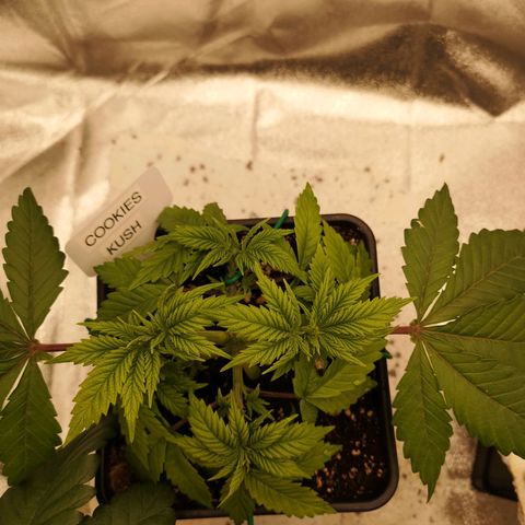Söderberry Pilsener growlog timeline photo