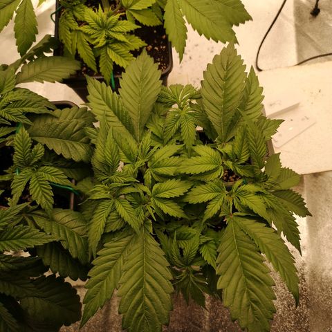 Söderberry Pilsener growlog timeline photo