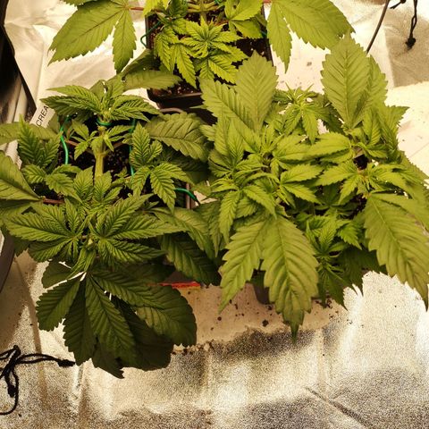 Söderberry Pilsener growlog timeline photo