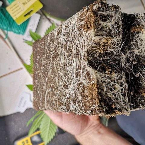 Söderberry Pilsener growlog timeline photo