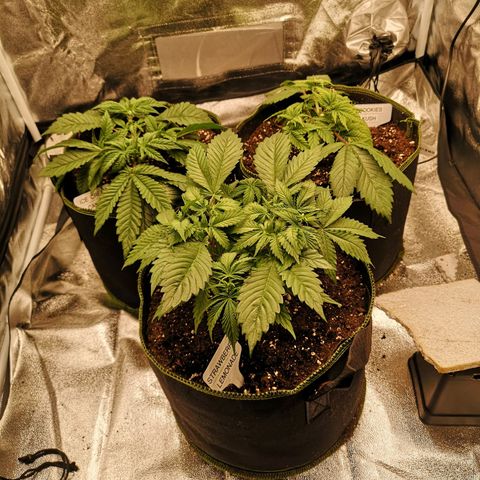Söderberry Pilsener growlog timeline photo