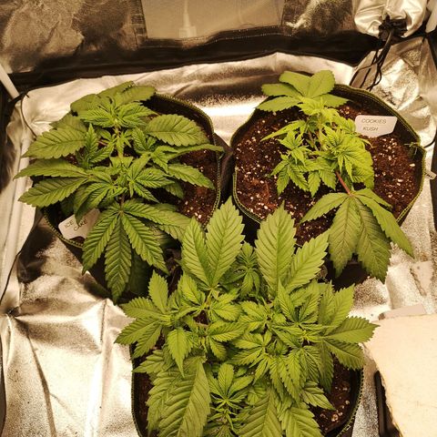 Söderberry Pilsener growlog timeline photo