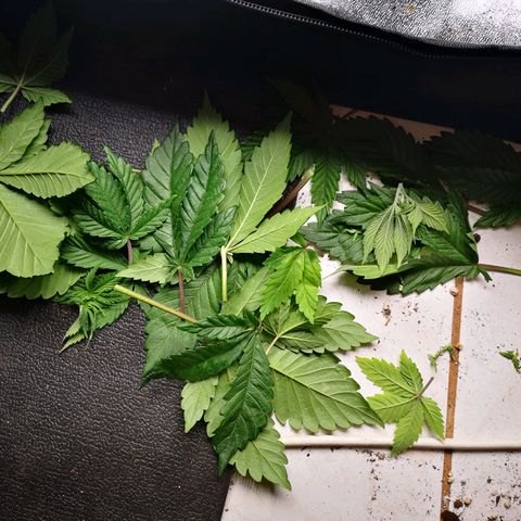 Söderberry Pilsener growlog timeline photo