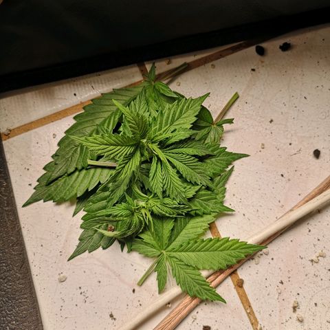 Söderberry Pilsener growlog timeline photo