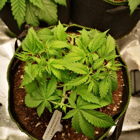 Söderberry Pilsener growlog timeline photo