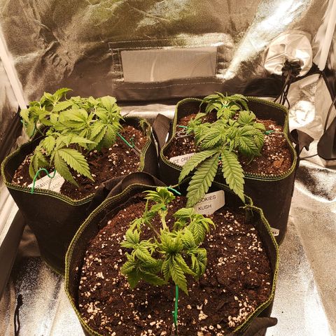 Söderberry Pilsener growlog timeline photo