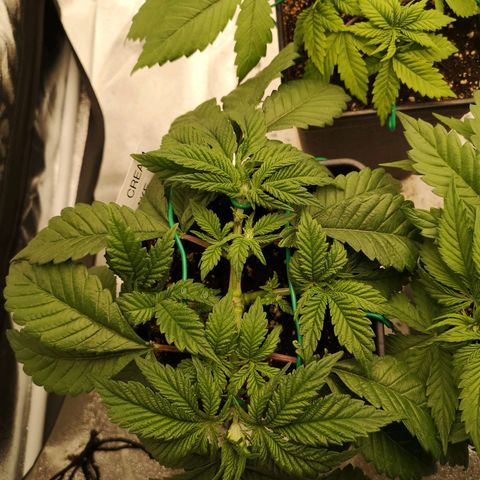 Söderberry Pilsener growlog timeline photo