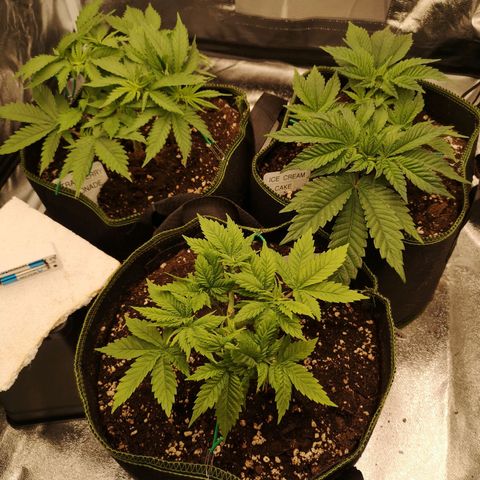 Söderberry Pilsener growlog timeline photo