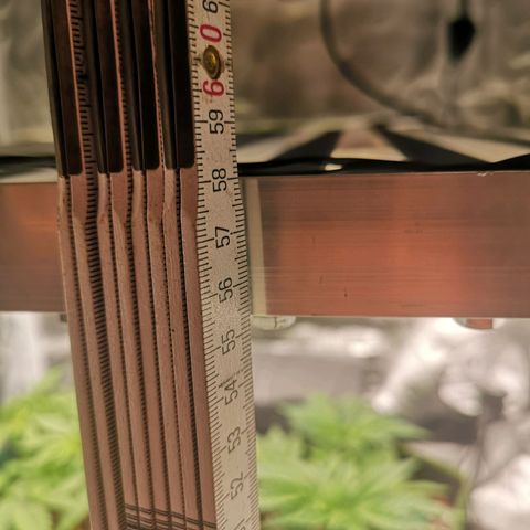Söderberry Pilsener growlog timeline photo