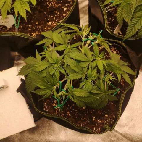 Söderberry Pilsener growlog timeline photo