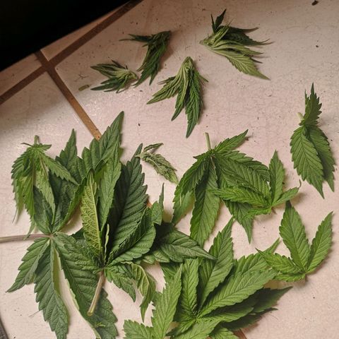 Söderberry Pilsener growlog timeline photo