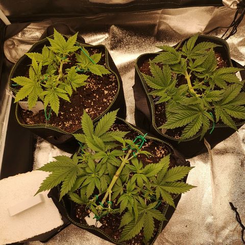 Söderberry Pilsener growlog timeline photo