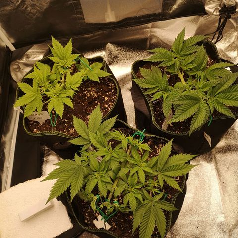 Söderberry Pilsener growlog timeline photo