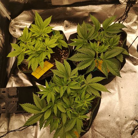 Söderberry Pilsener growlog timeline photo